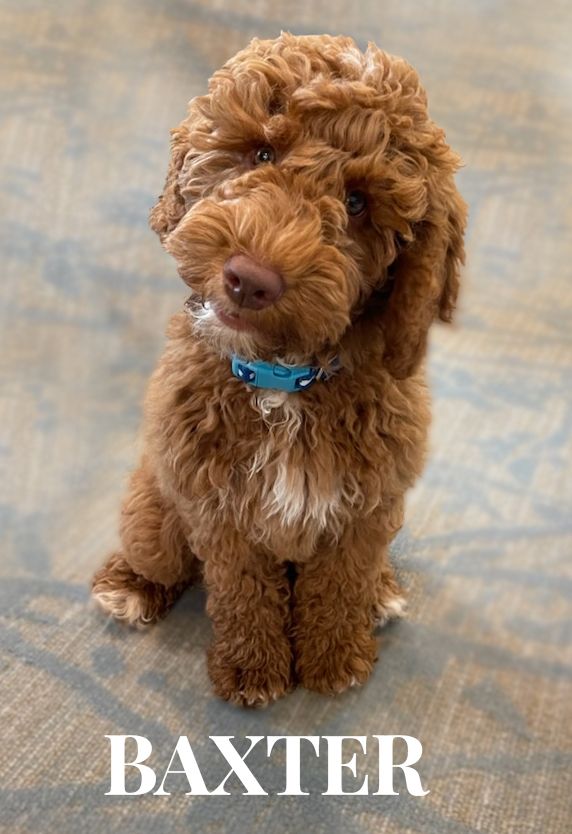 baxter Pet Friendly Senior Living Communities Florence