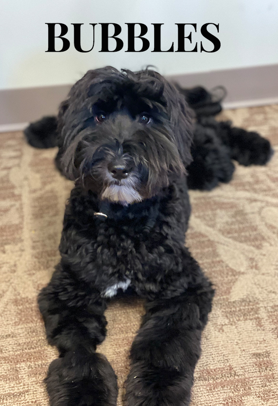 Pet Friendly Assisted Living Communities in Oviedo