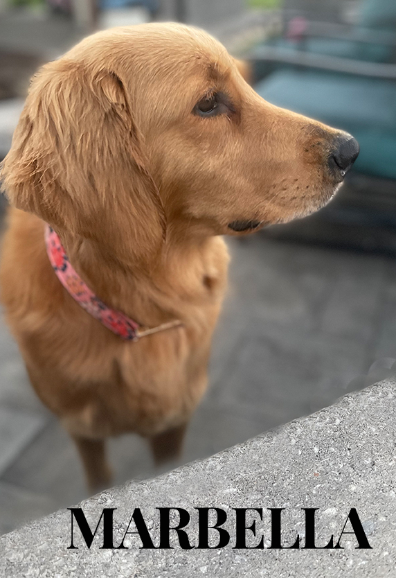 Pet Friendly Senior Living Communities in Oviedo